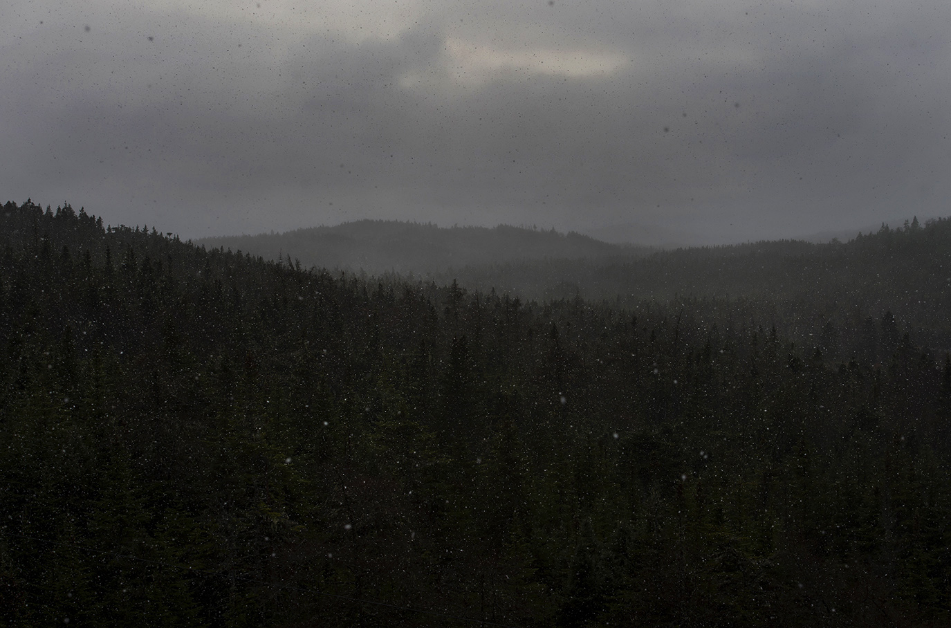 newfoundland